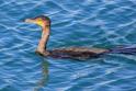 IMG_7925 Cormorant.JPG